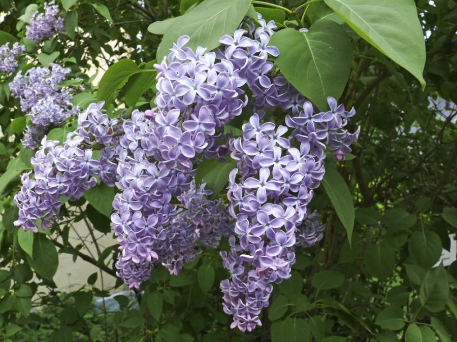 یاسمن